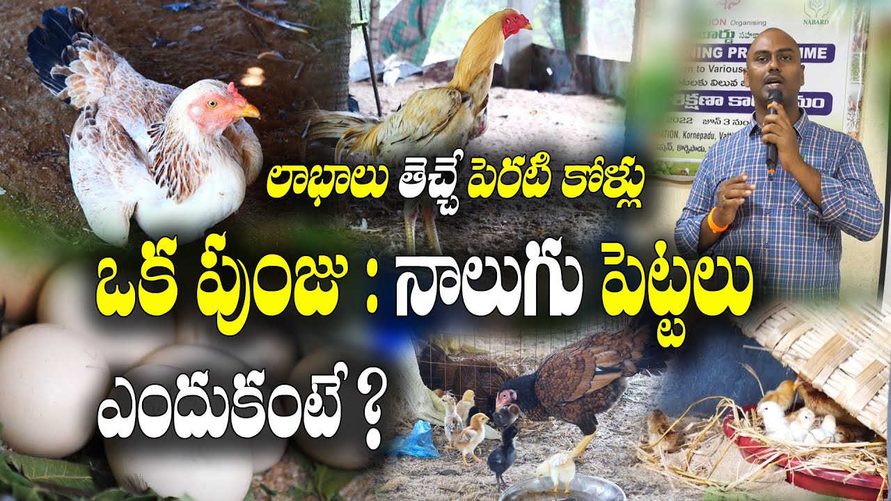 నాటుకోడి గుడ్డులో ఉండేది - బ్రాయిలర్ కోడి గుడ్డులో లేనిది ?? Country Chicken | Dr. G Ramakrishna