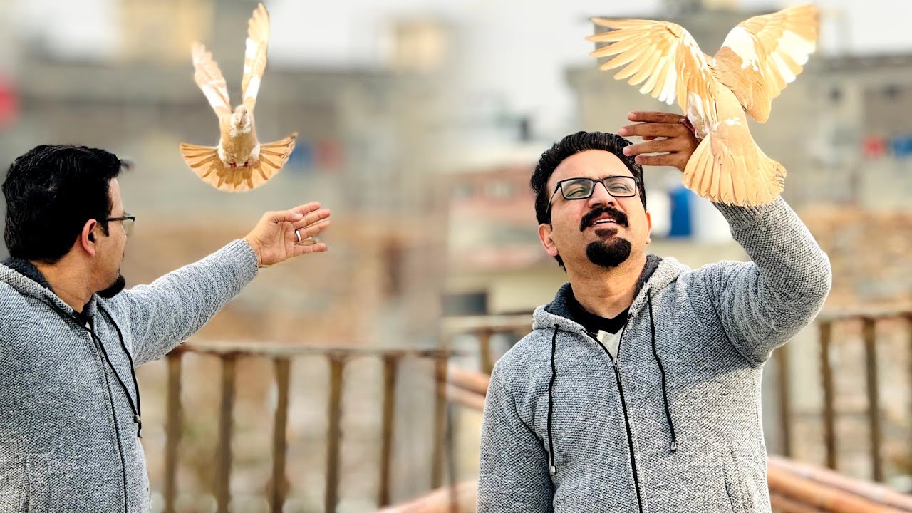 Pigeon Hand Tame Outdoor Training Part 2 | How to Hand Tame Pigeon Outdoor