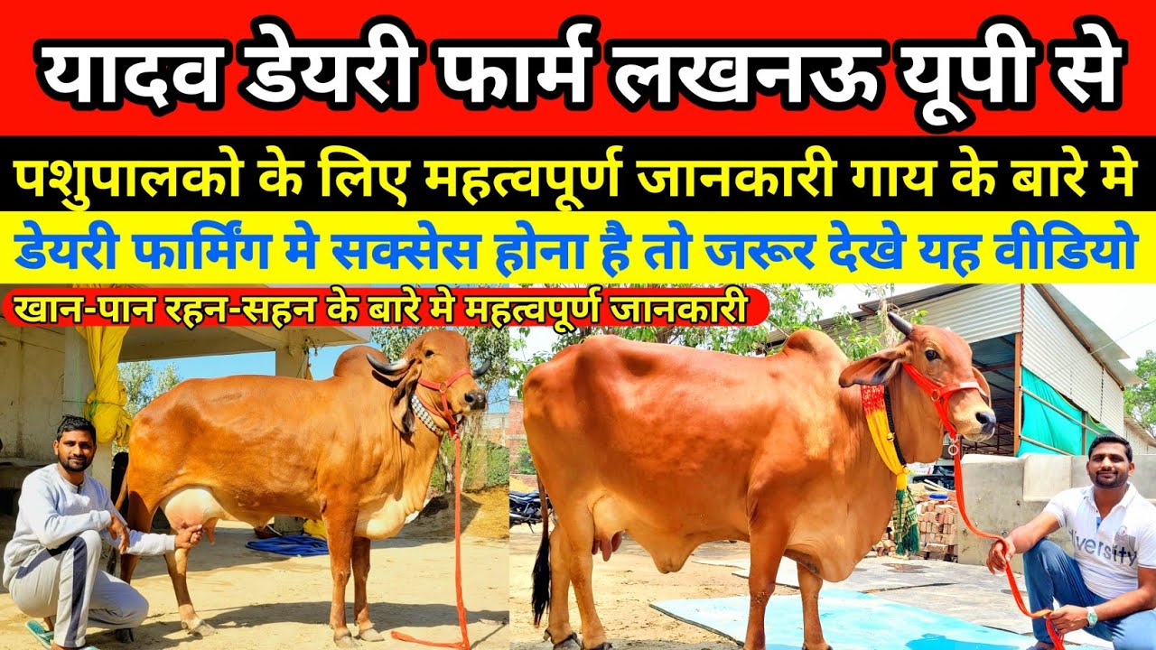 यादव डेयरी फार्म से पशुपालको के लिए महत्वपूर्ण जानकारी एक बार जरूर देखे || yadav dairy farm lucknow