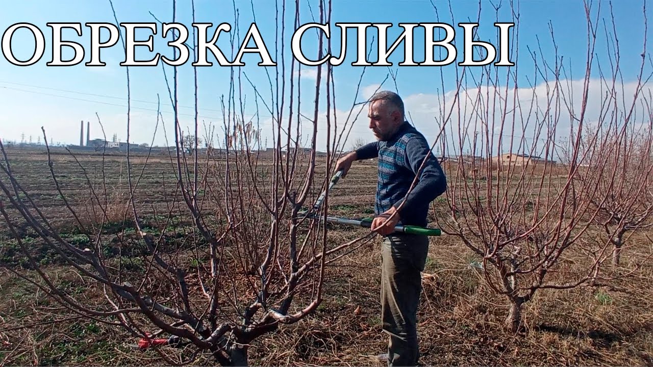 ОБРЕЗКА СЛИВЫ 2023