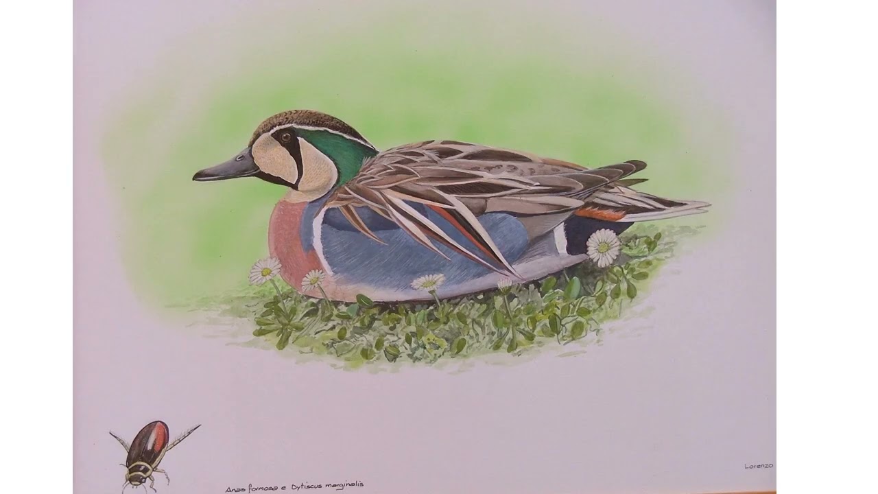 Lorenzo Cogo WILDLIFE ART GALLERY 1