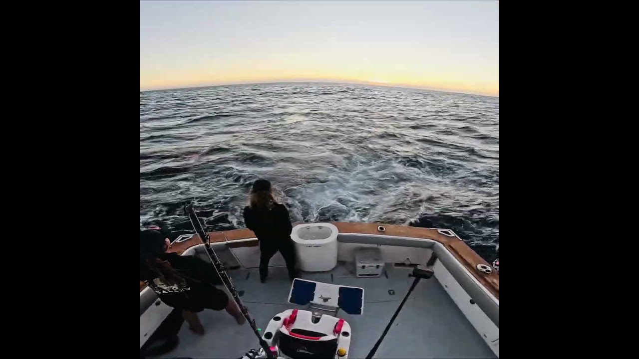Exmouth Black Marlin Bait And Switch.