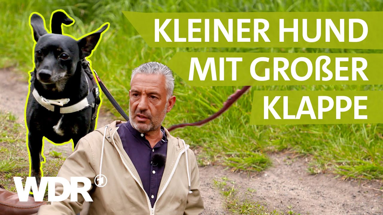 Angriffslustig: Wie kann man 