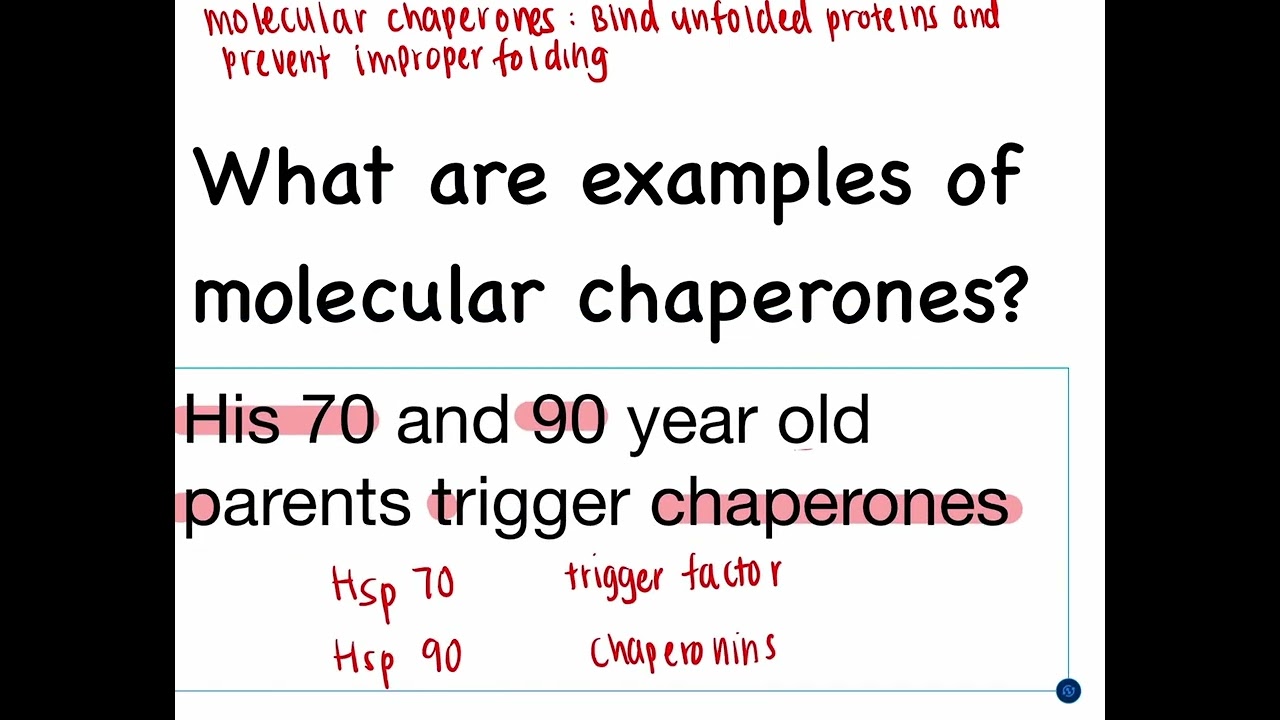 What are examples of molecular chaperones?