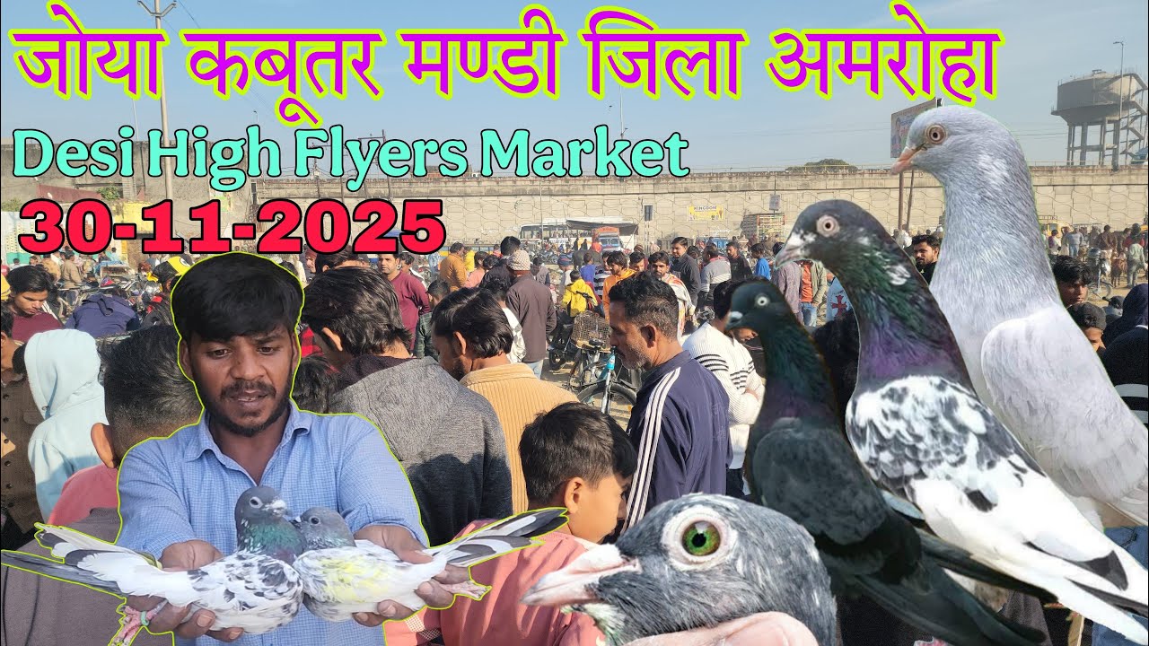 Sunday kabootar market  30-11-2025. Joya kabootar market. कबूतर बाज़ार जोया जिला अमरोहा उत्तर प्रदेश।