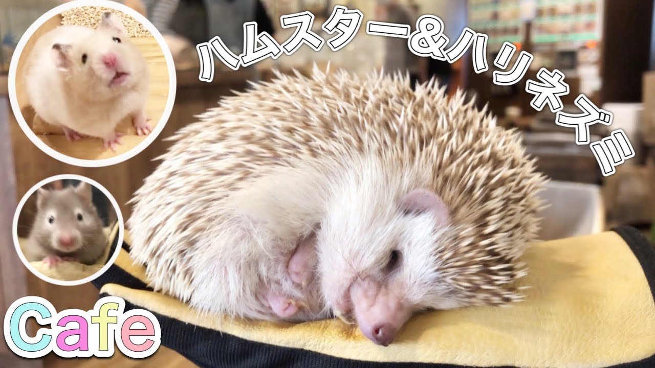 ハムスター&ハリネズミカフェ🐹HARRY原宿店さんに行ったら天国だった🦔💕