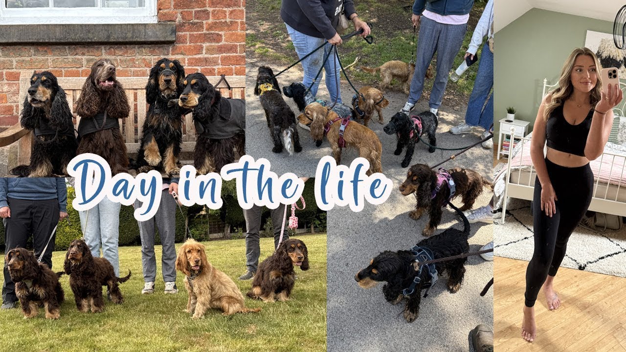 Day in the life - Walk with 28 spaniels // Lollipop1996