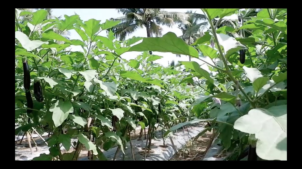 How to grow high yielding eggplant in Davao using the 1:3 fertilizer combination.
