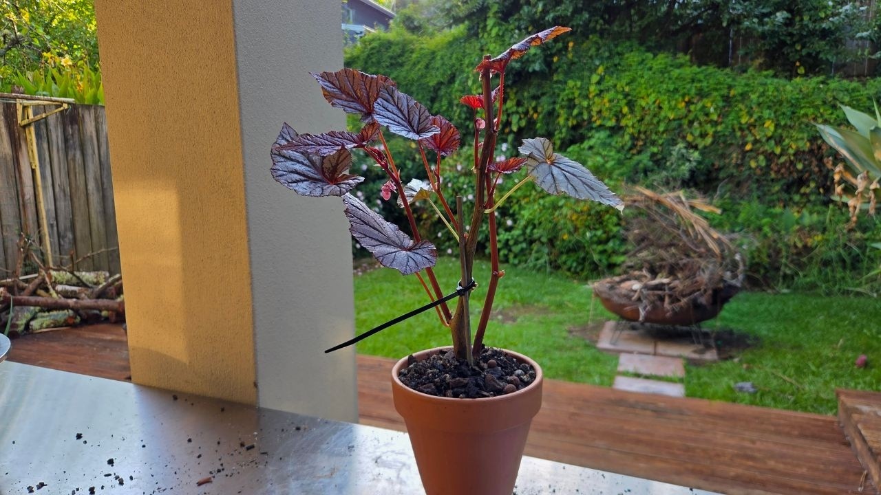 My Begonia Ashura is sick!! Fungal spots, Rescue time!