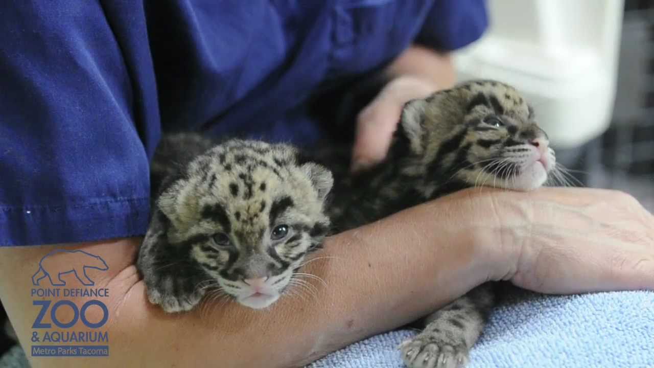 Clouded Leopard cubs at Point Defiance Zoo & Aquarium - 1 month old