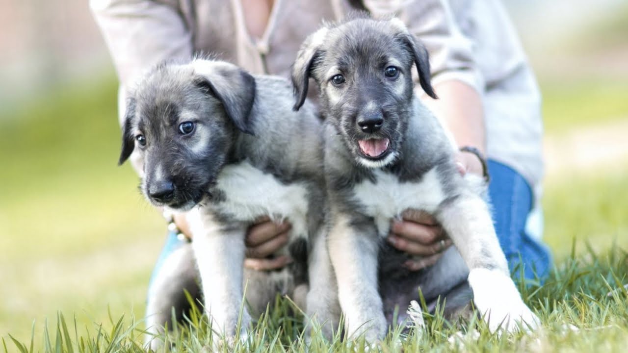 First documented identical twin puppies born
