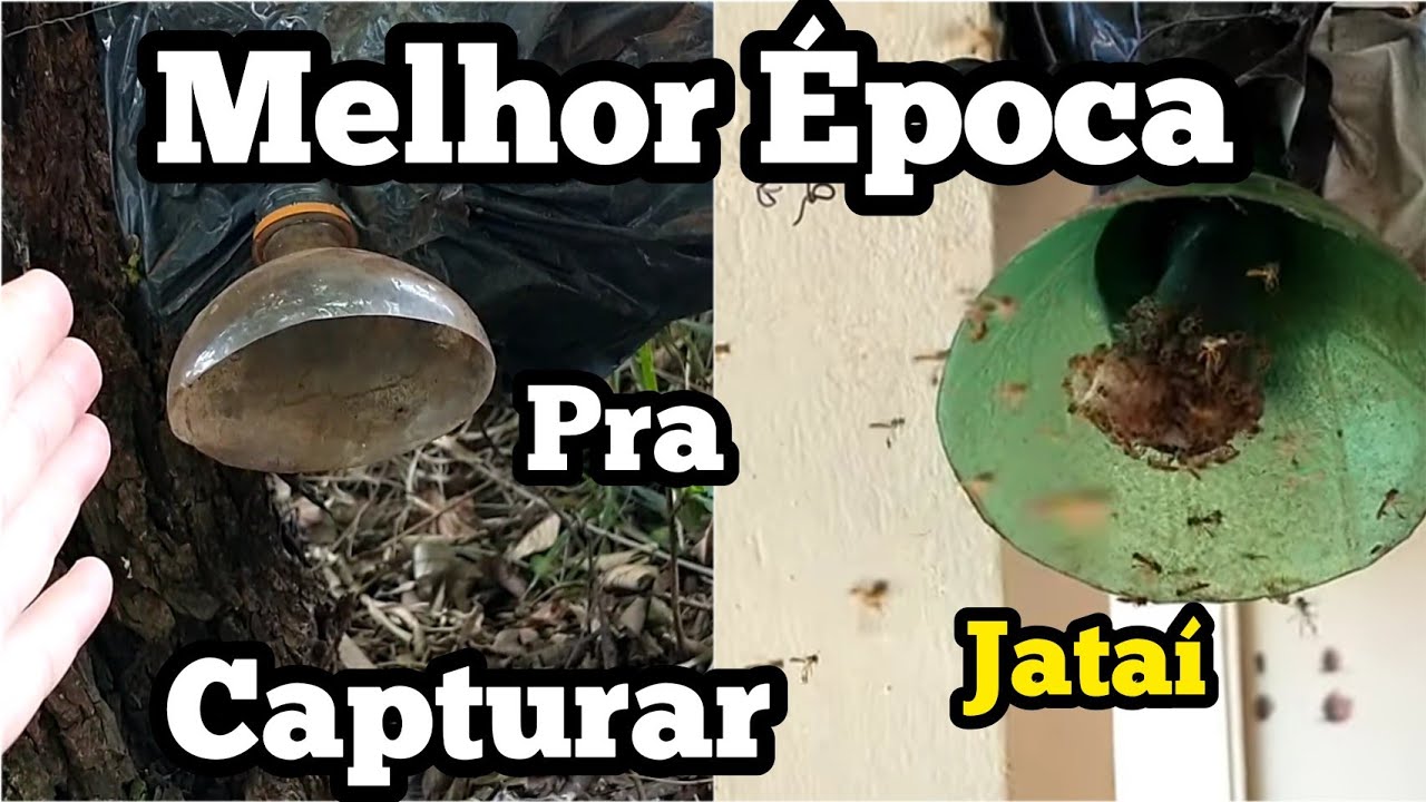 🔥QUAL A MELHOR ÉPOCA PRA CAPTURAR ABELHA JATAÍ 🐝