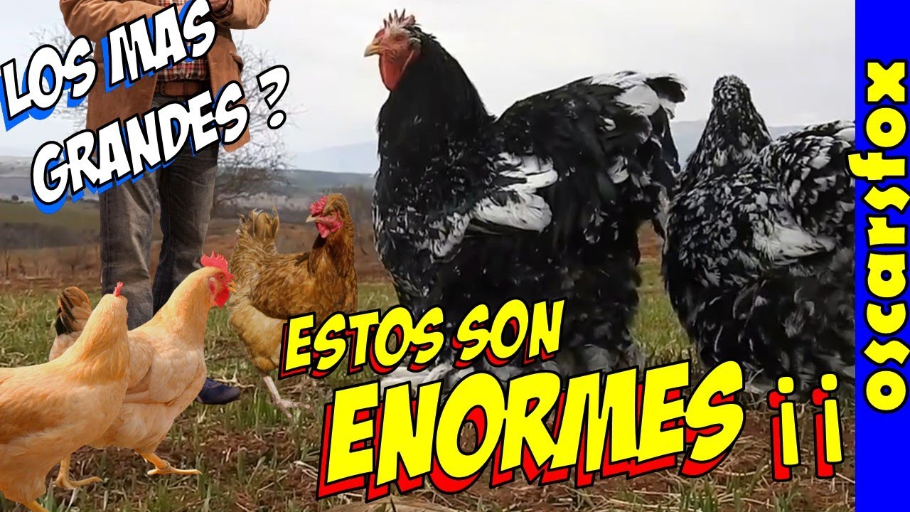 Los Pollos mas Grandotes y Carnudos del Mundo - Razas de Gallinas Enormes.