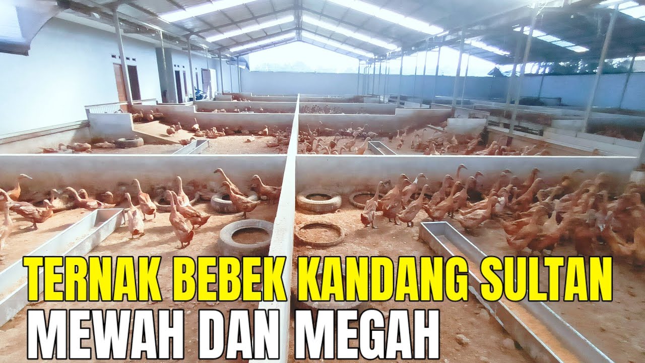 Ternak Bebek Kandang Sultan Yang Mewah dan Megah Jadi Impian Peternak