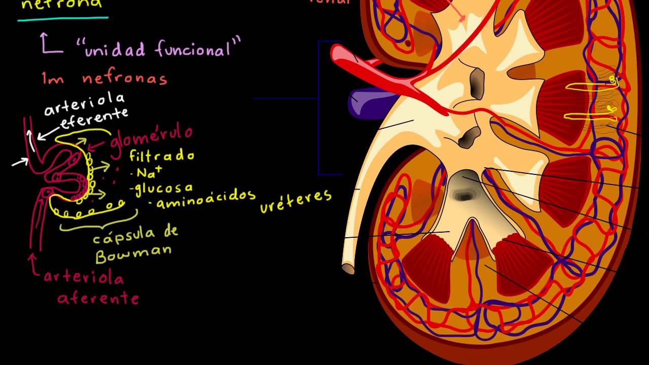El ri&ntilde;&oacute;n y la nefrona | Biolog&iacute;a humana | Biolog&iacute;a | Khan Academy en Espa&ntilde;ol