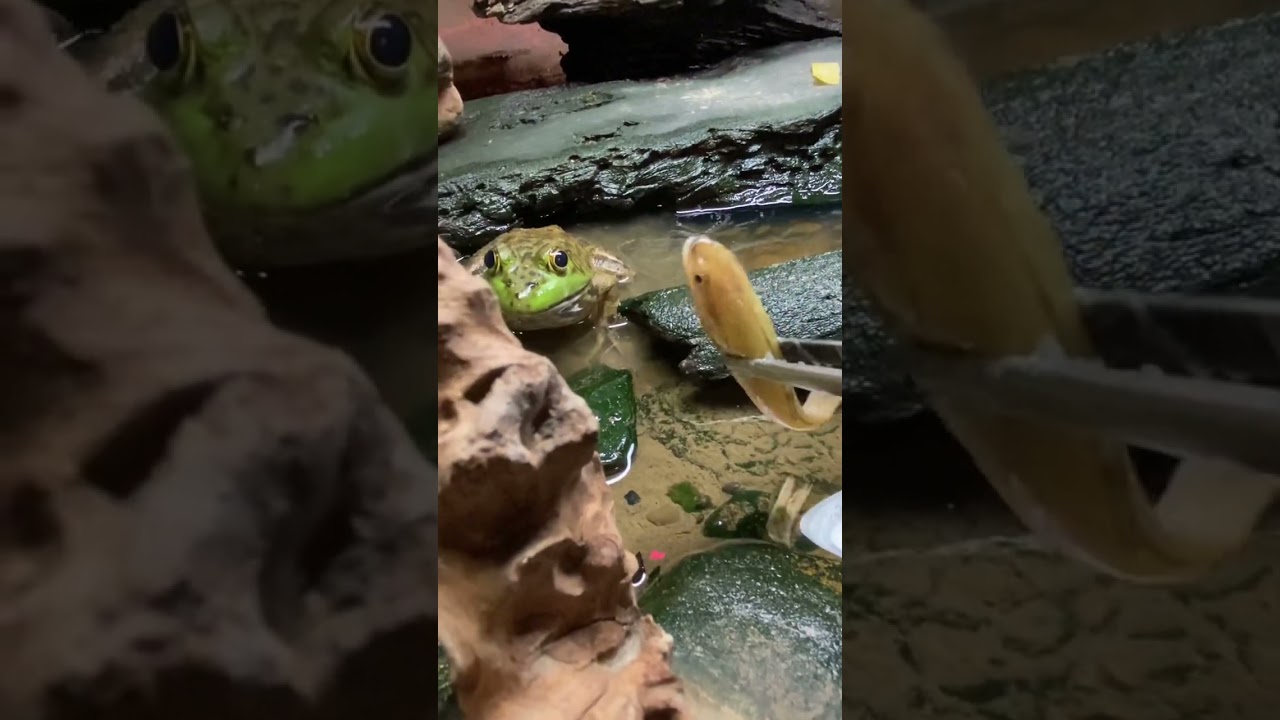 Frog Attacks Camera