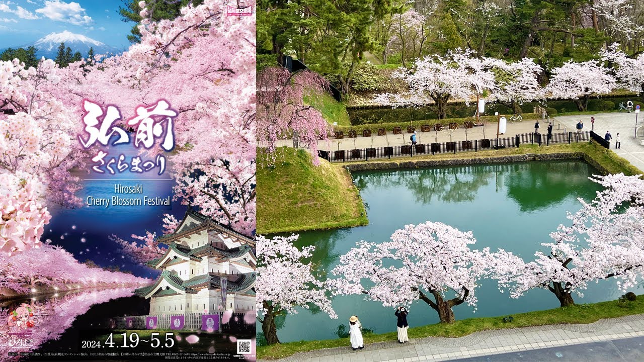 青森 弘前さくらまつり の桜を見て回ろう(昼) 2024.4.18