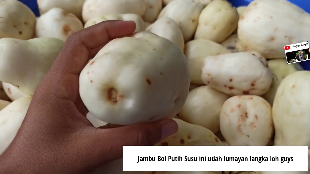 Jambu Bol Putih Susu Langka | Buah Jambu Air Putih Susu di Tarakan Kalimantan Utara | Jambu Bandar