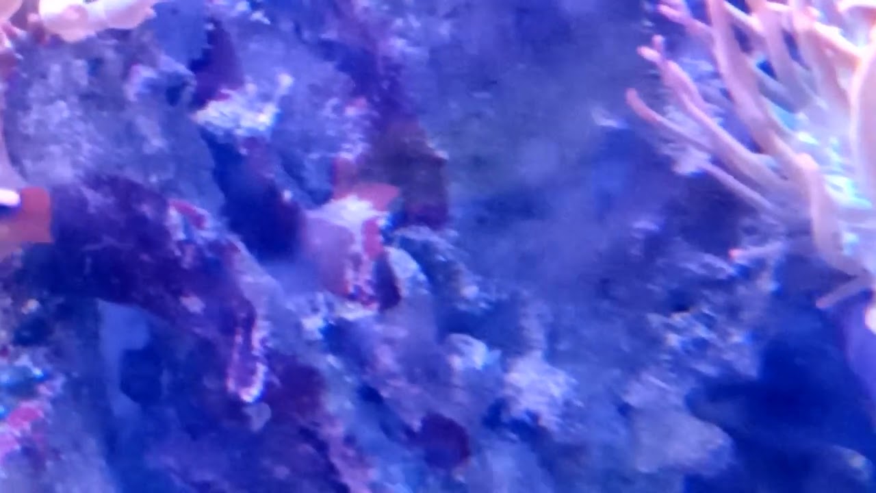 Tomini Surgeonfish (Ctenochaetus tominiensis)