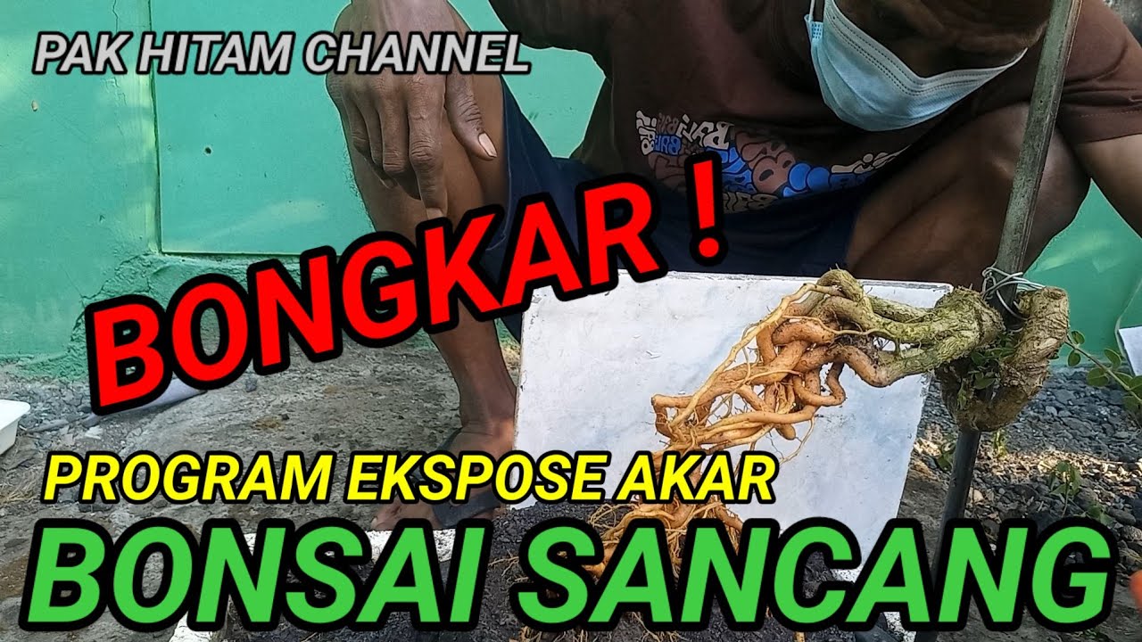 BONSAI SANCANG PROGRAM EKSPOSE AKAR