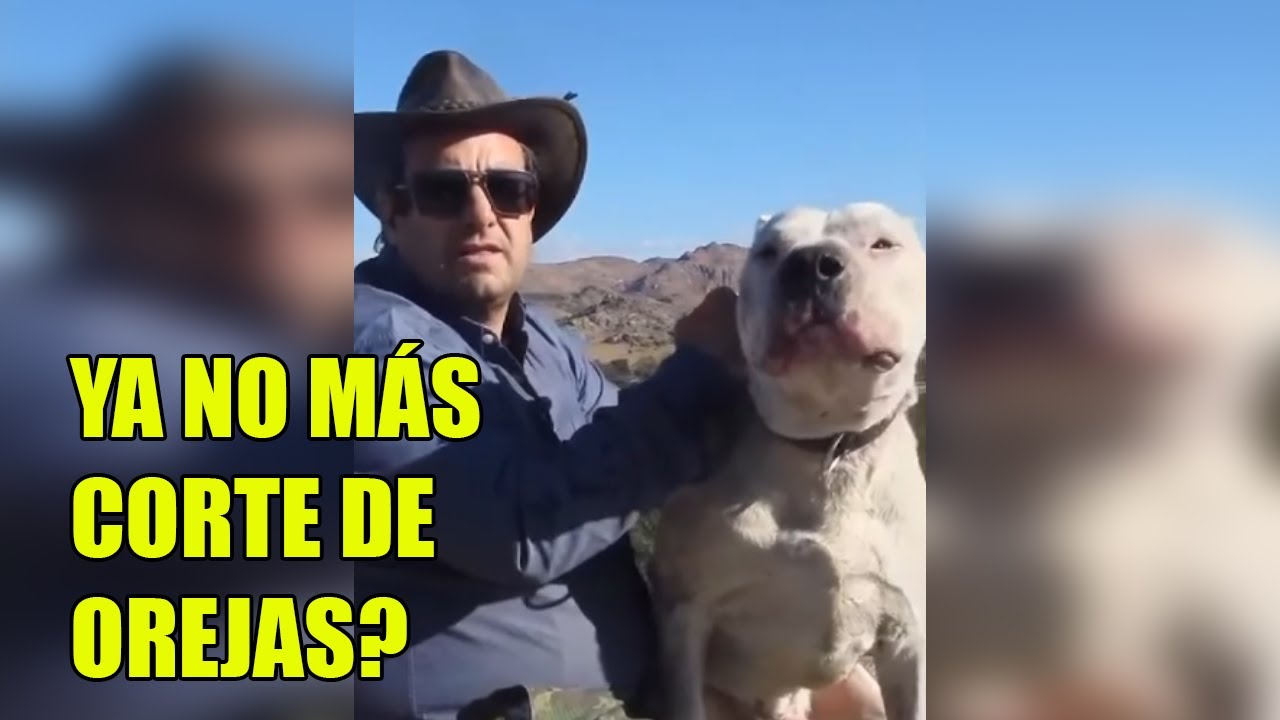 al dogo argentino YA NO SE LE PUEDEN C0RTAR LAS OREJAS