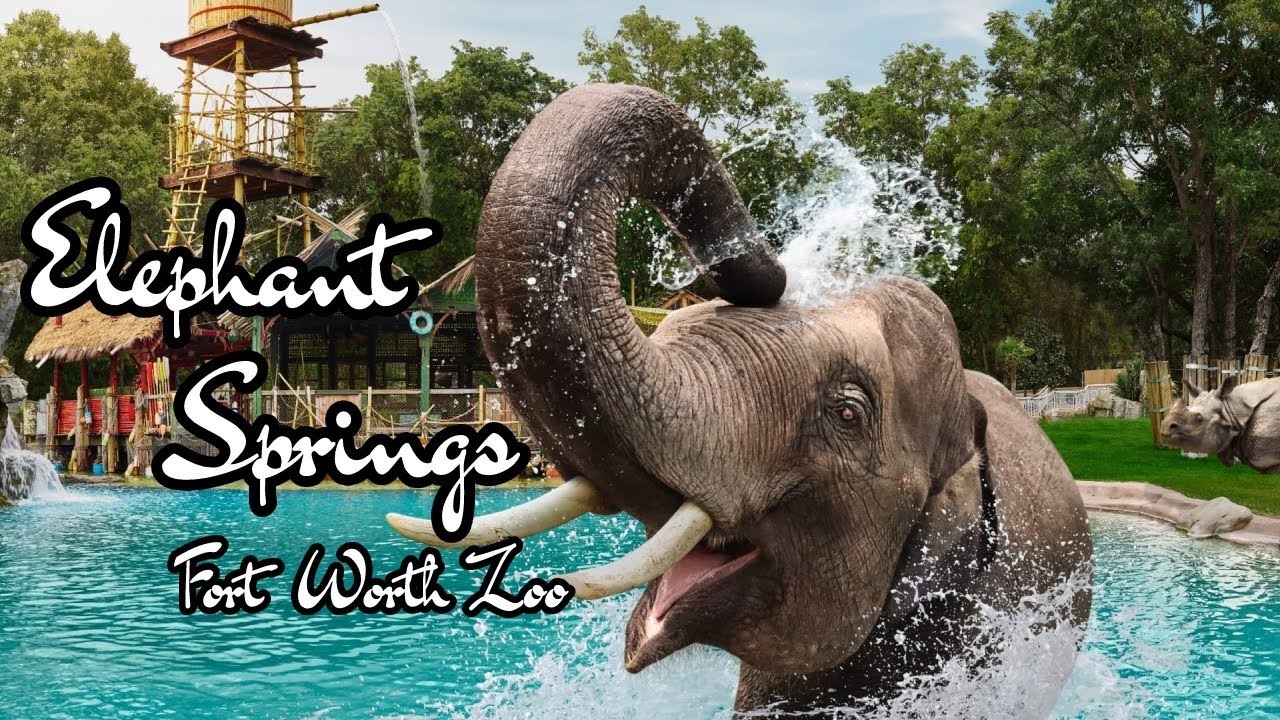 The Brand New! Elephant Springs | Fort Worth Zoo