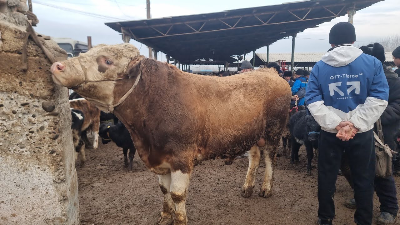 Асака бозори котта жанжал блан мол сотлйд asaka mol bozori