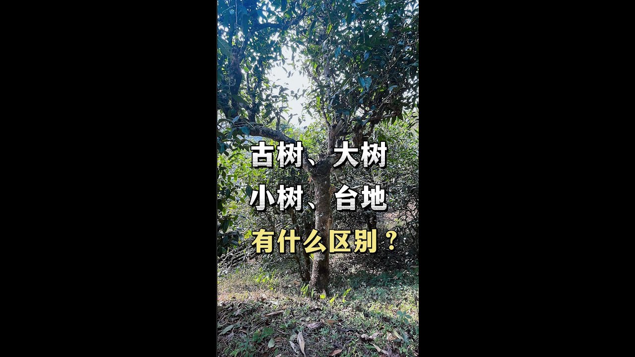 古树茶、大树茶、小树茶、台地茶，他们之间有什么区别？ | 金大山