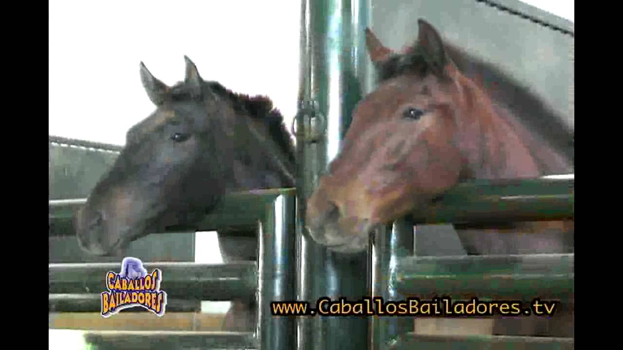 YEGUADA TORRELUNA EN CABALLOS BAILADORES