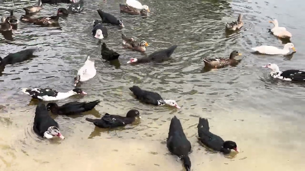 Ducks:Episode1: Swimming Ducks At Morning 