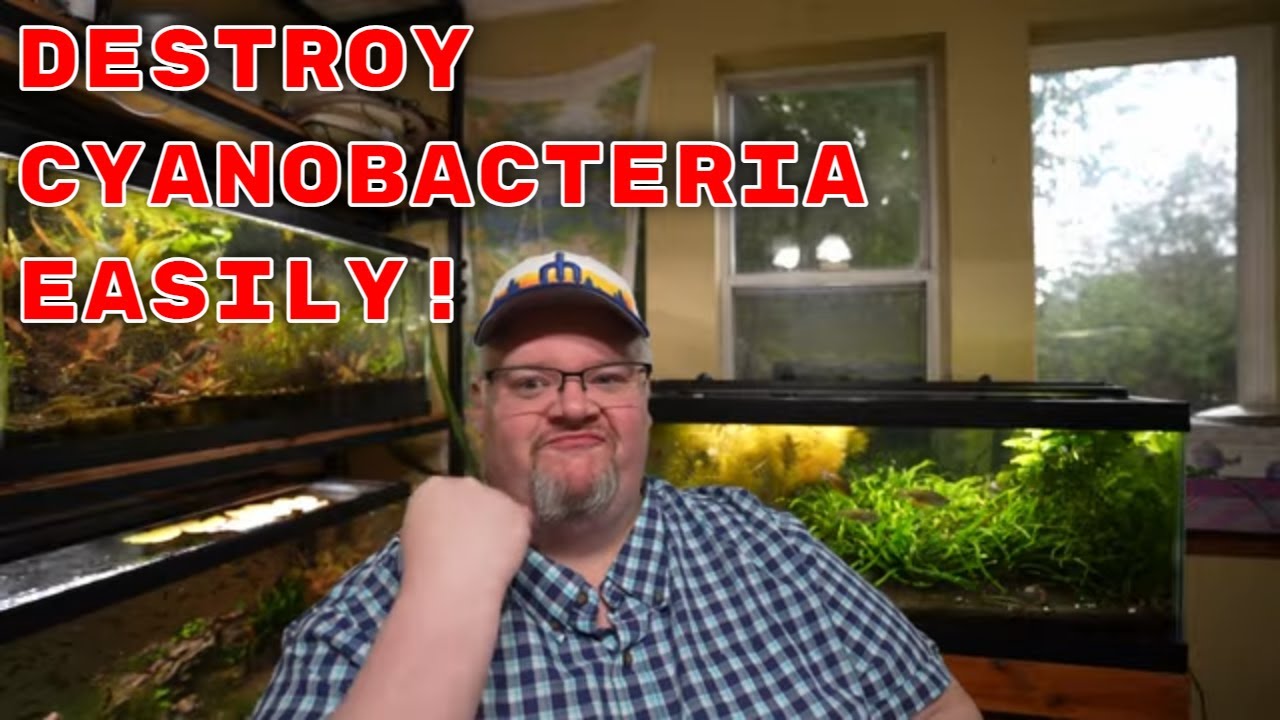 How to BEAT Blue Green Algae - Aquarium 911 Ep 15