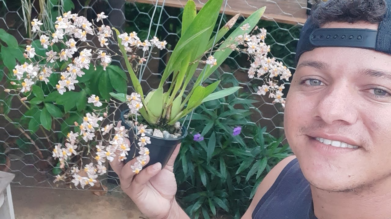 Floração  e cultivo de oncidium twinkle e phalaenopsis , queda das folhas das orquídeas.