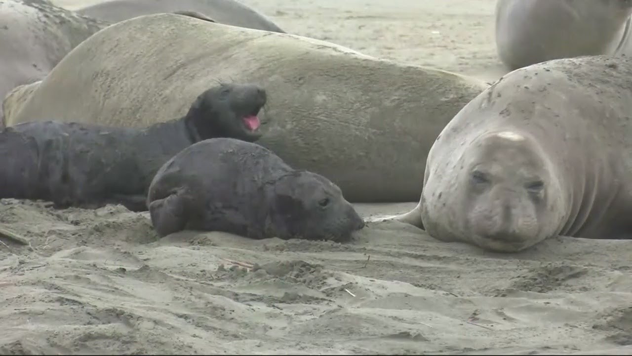Gov't Shutdown Brings Elephant Seals To Point Reyes Beach