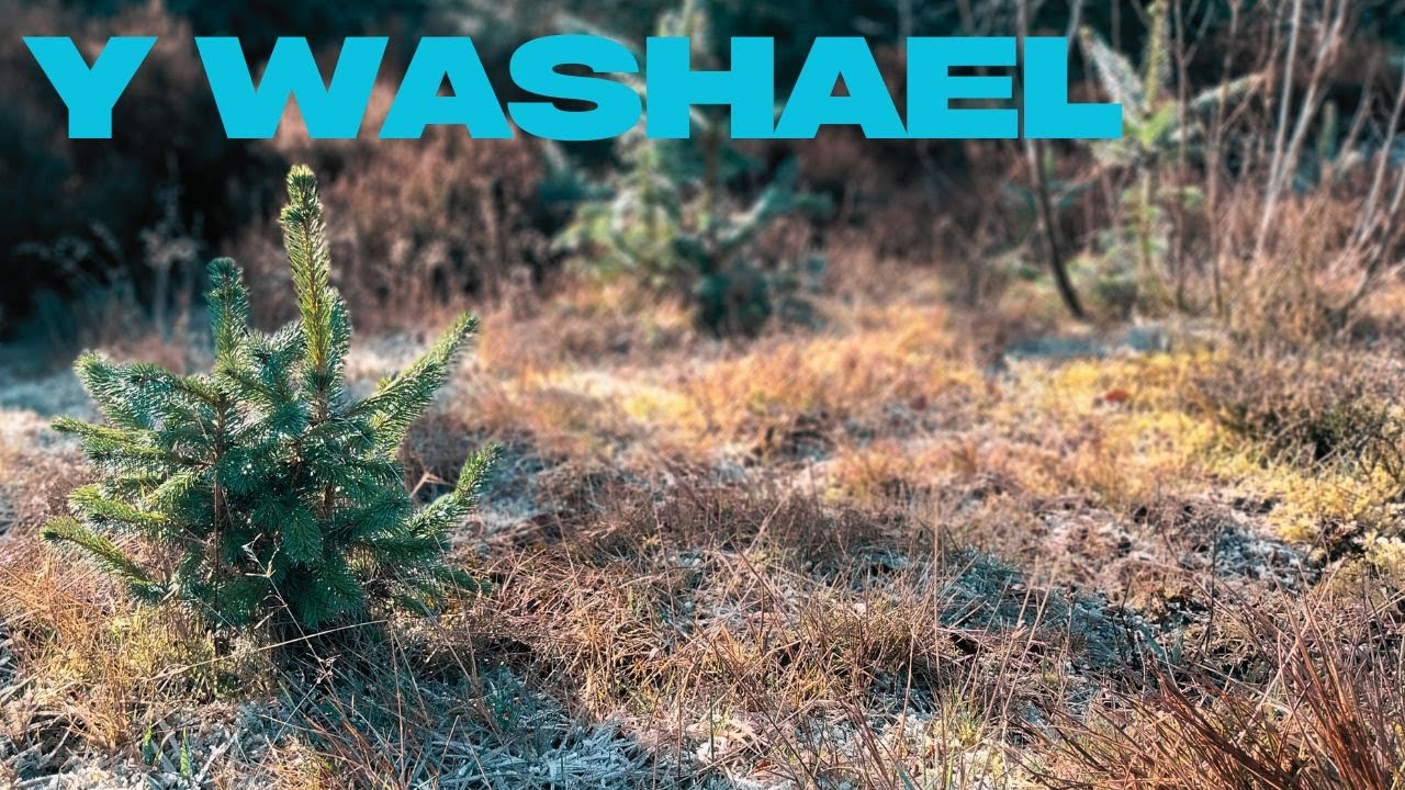 Y Washael / The Wassail - Welsh Mandolin