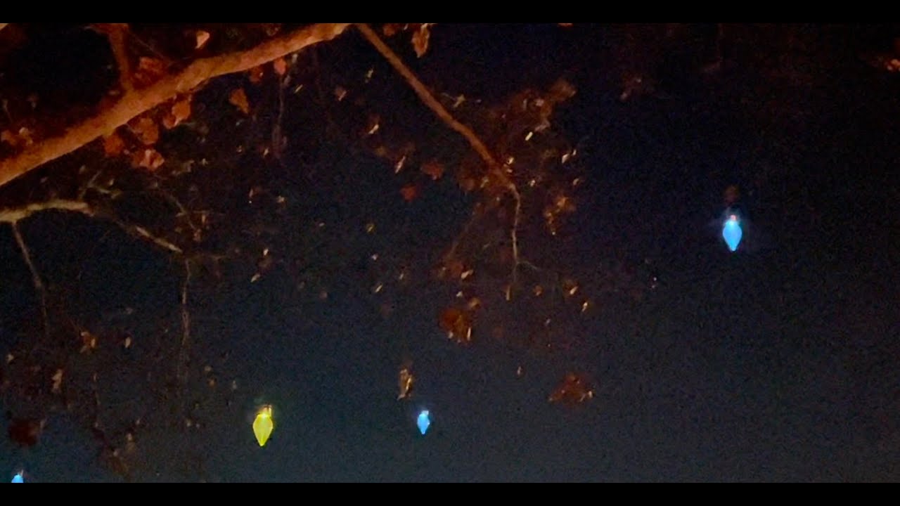 How To Hang Dollar Tree LED Solar Christmas Light Bulbs From A Tree