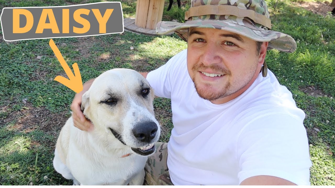 Livestock Guardian Dogs | Is Farmer Interaction Bad?