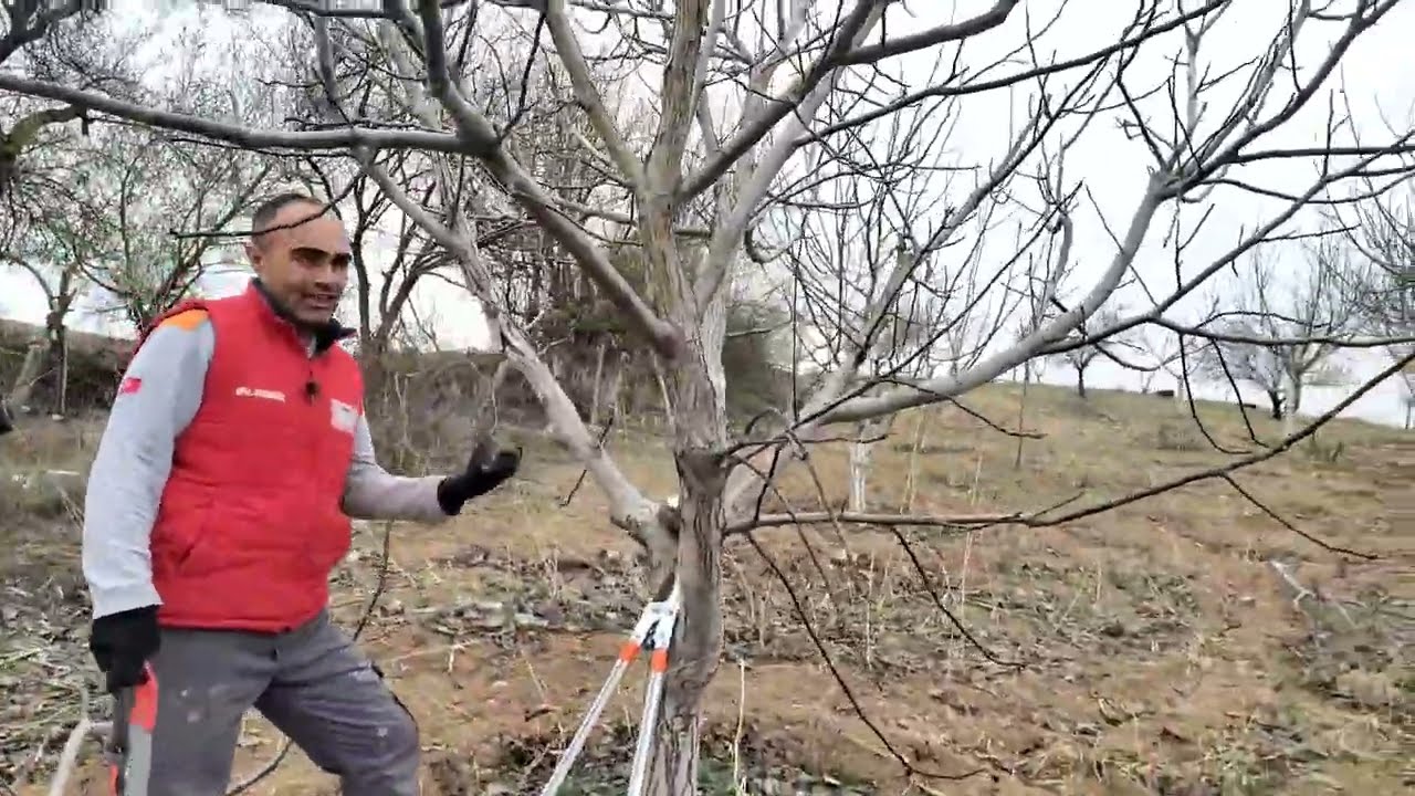 Cevizde 10 yıl sonra şekil budaması yaptık. We did shape pruning on walnut after 10 years