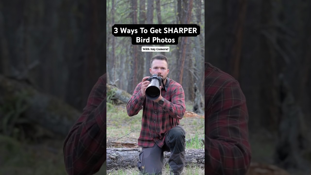 3 Ways To Get Sharper Bird Photos! #birdphotography #wildlifephotography