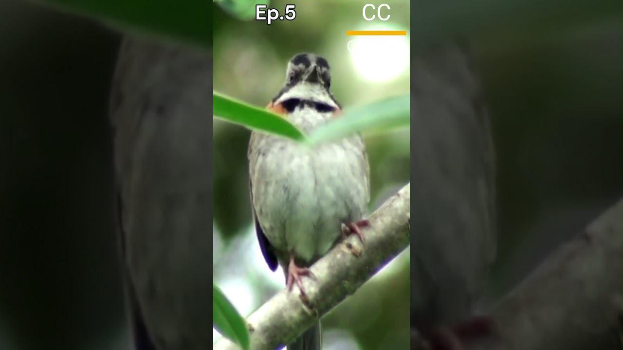Meet the Tough Sparrow! Rufous-Collared Sparrow Survival Secrets! #critterchronicles|P5