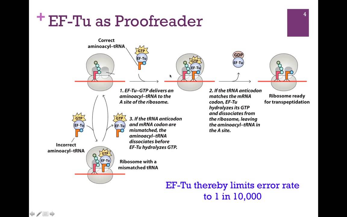 188-Translation Elongation