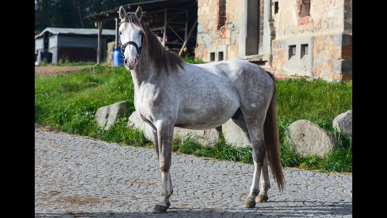Oldenburger | Gelding | Uriash @TMHorsesPonies