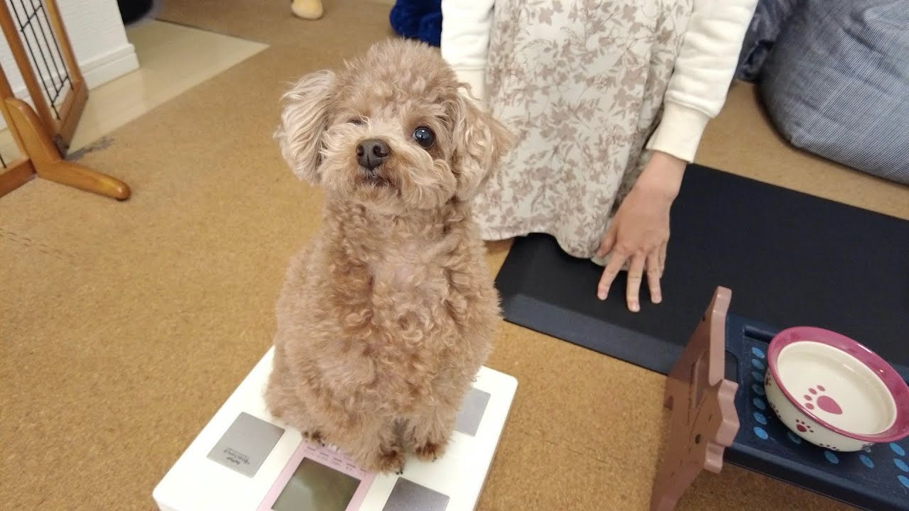 自粛期間中に犬がだいぶぽっちゃり体型になってしまいました...。【トイプードル】