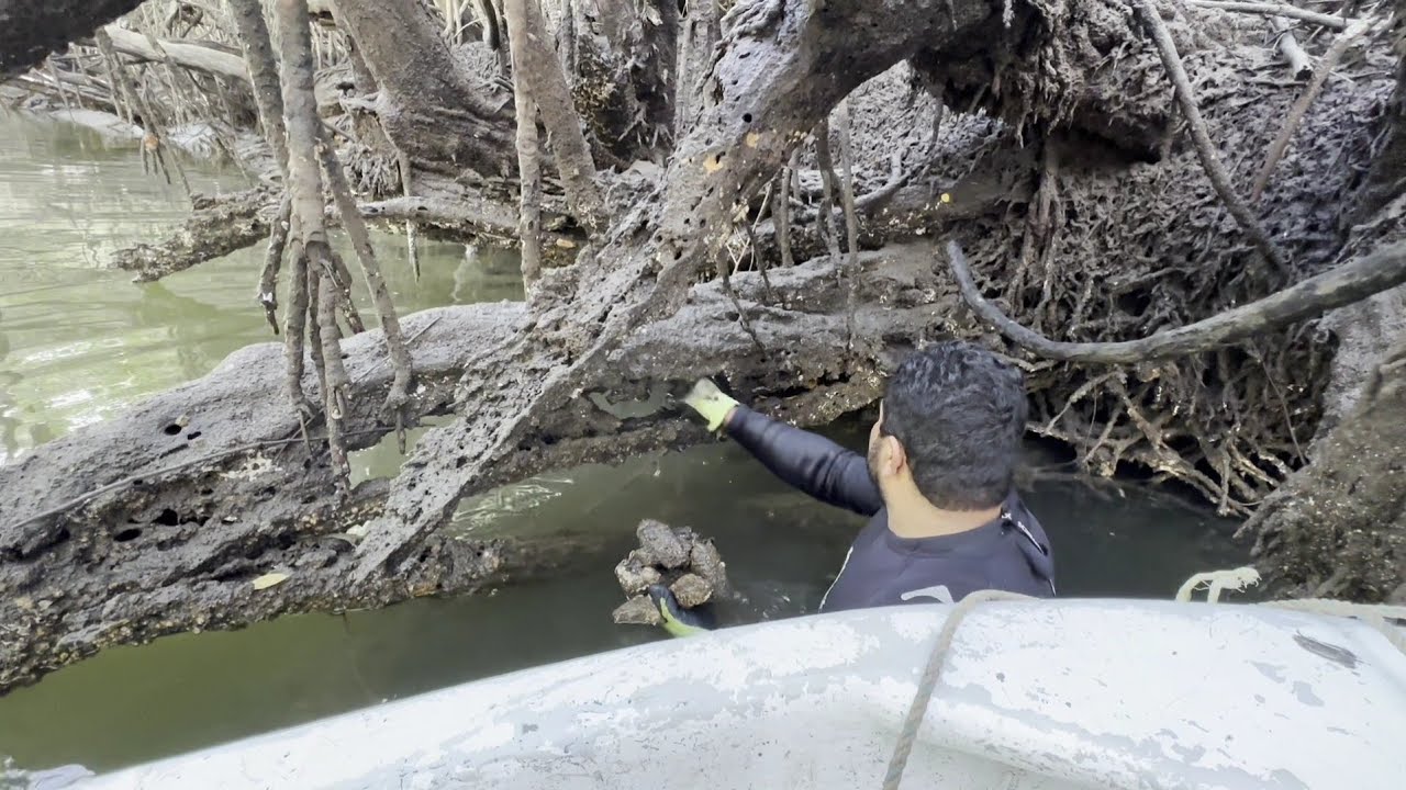Mejillones y ostiones en los troncos del manglar