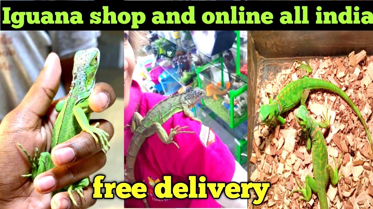 iguana shop & Price | Iguana all india delivery