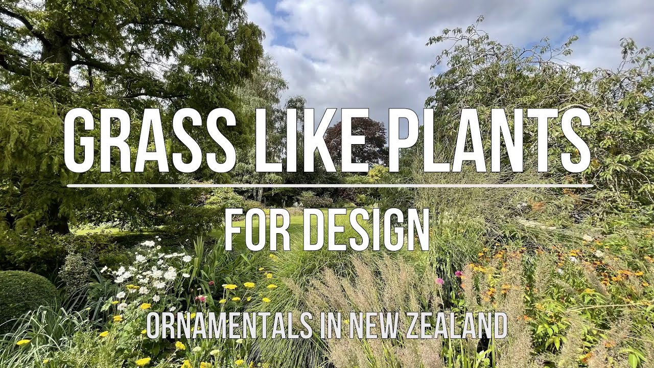 Grasses and Grass like plants used in design to create great planting borders