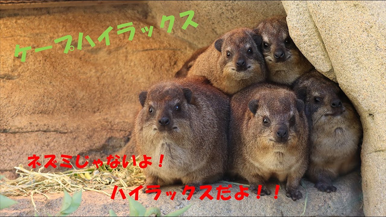 ケープハイラックスの日常　Cape hyrax's daily life【ズーラシア公式】