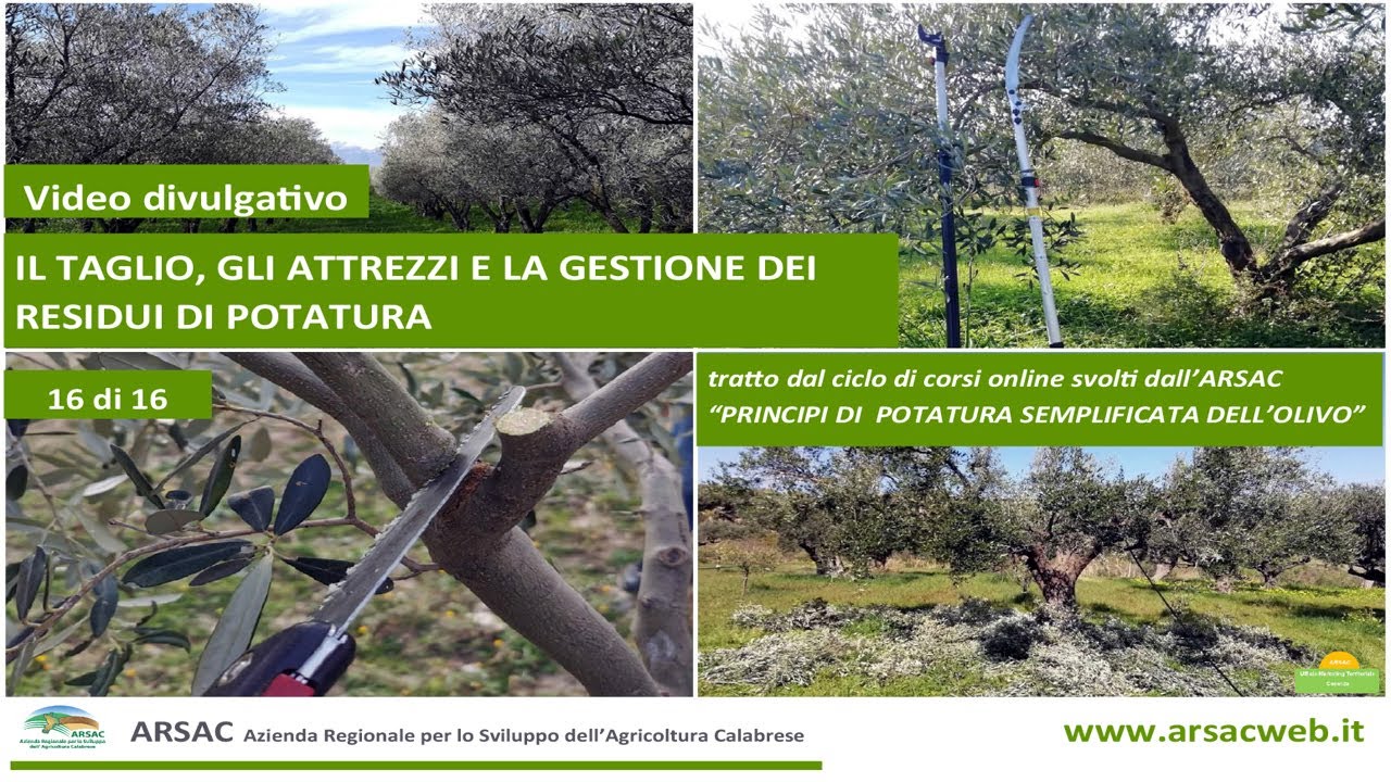 16. Il taglio, gli attrezzi e la gestione dei residui di potatura - potatura semplificata dell'olivo