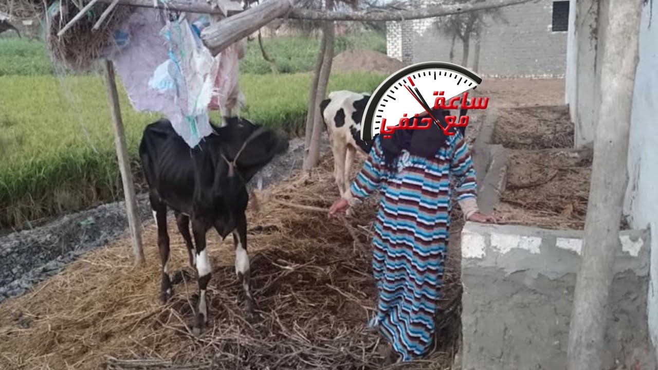 دخل على جارته الحظيره وحاول ان يأخذ شرفها مثل الكلاب ولكن ماحدث لايصدق