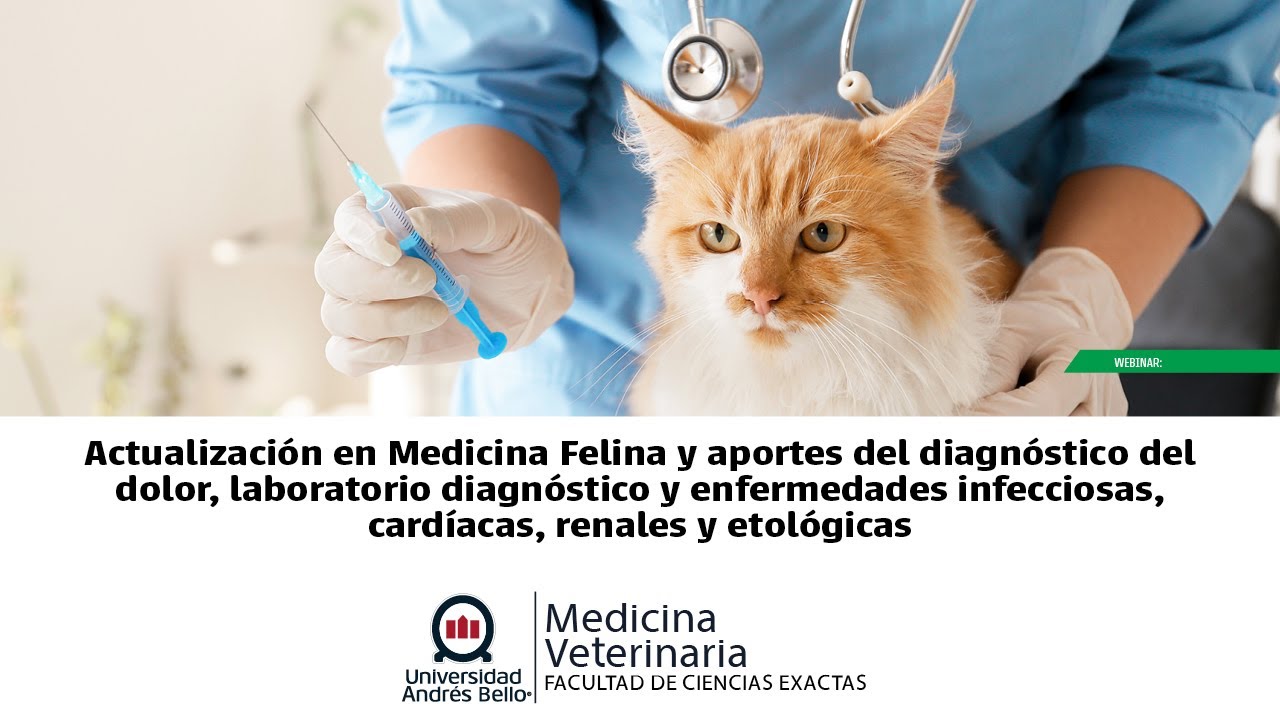 Webinar Actualización en Medicina Felina. Charla 1