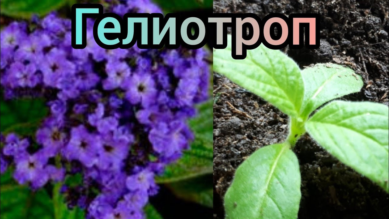 ГЕЛИОТРОП. Как сеяла, пикировка.